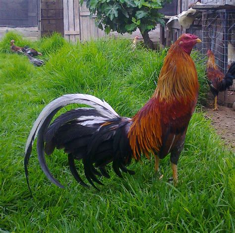 game roosters for sale.